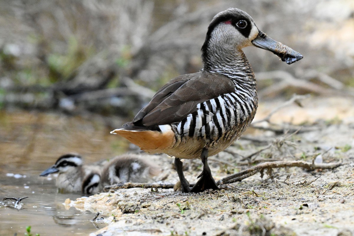 Pink-eared Duck - ML643076527