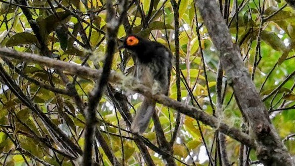 Arfak Honeyeater - ML643076529