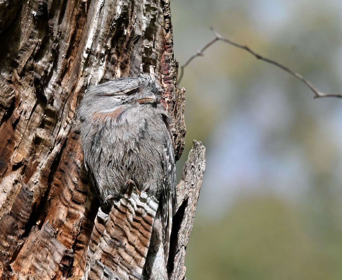 Tawny Frogmouth - ML643076530