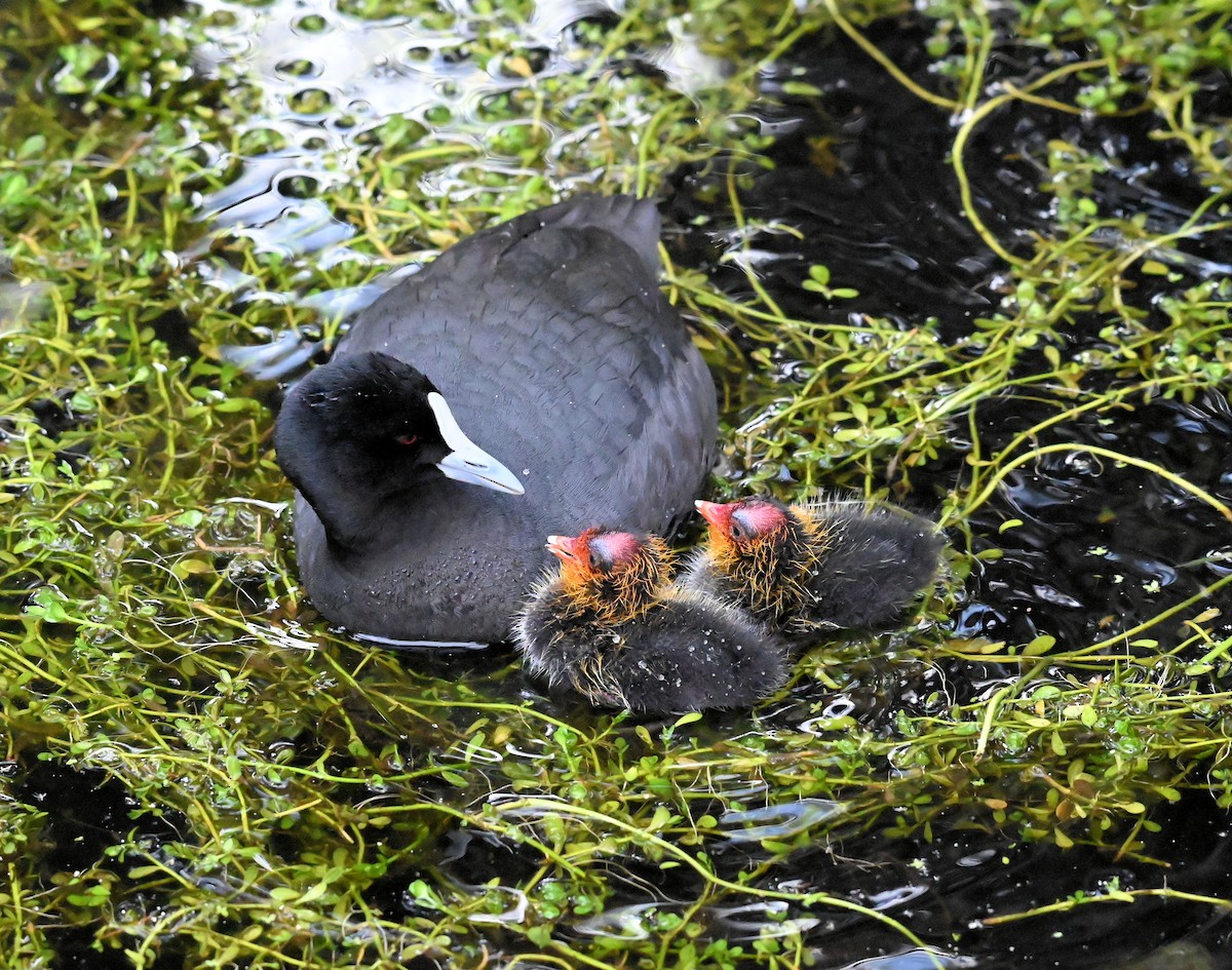 Eurasian Coot - ML643076534