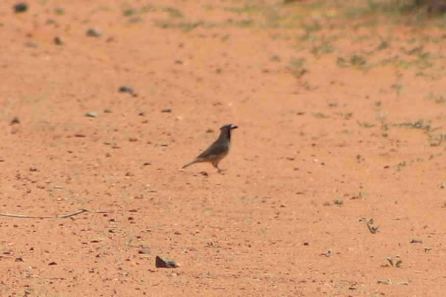 Crested Bellbird - ML643076536