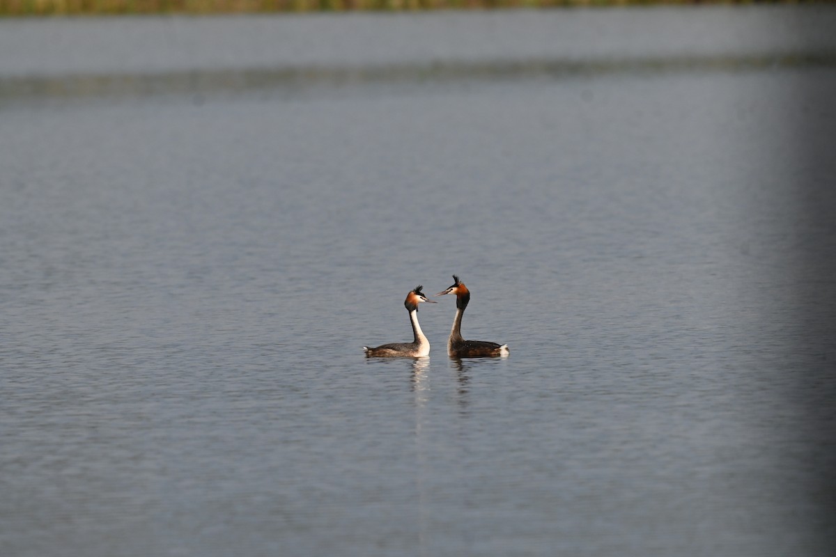 Great Crested Grebe - ML643076537