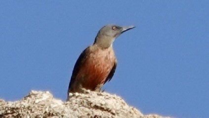 Pic laboureur - ML643076539