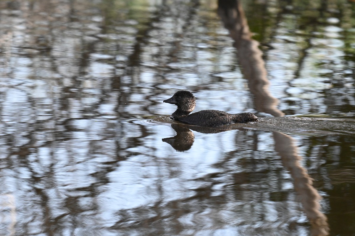 Musk Duck - ML643076543