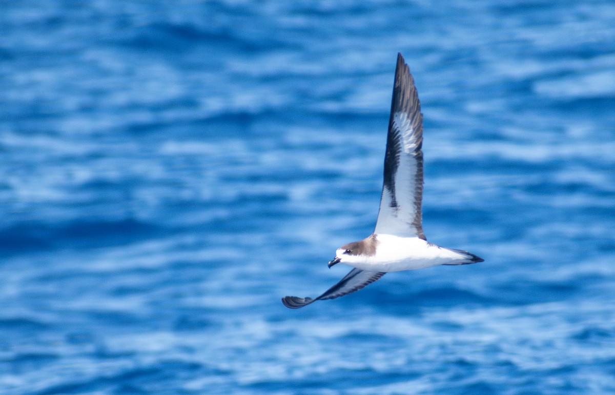 Hawaiian Petrel - ML643076550