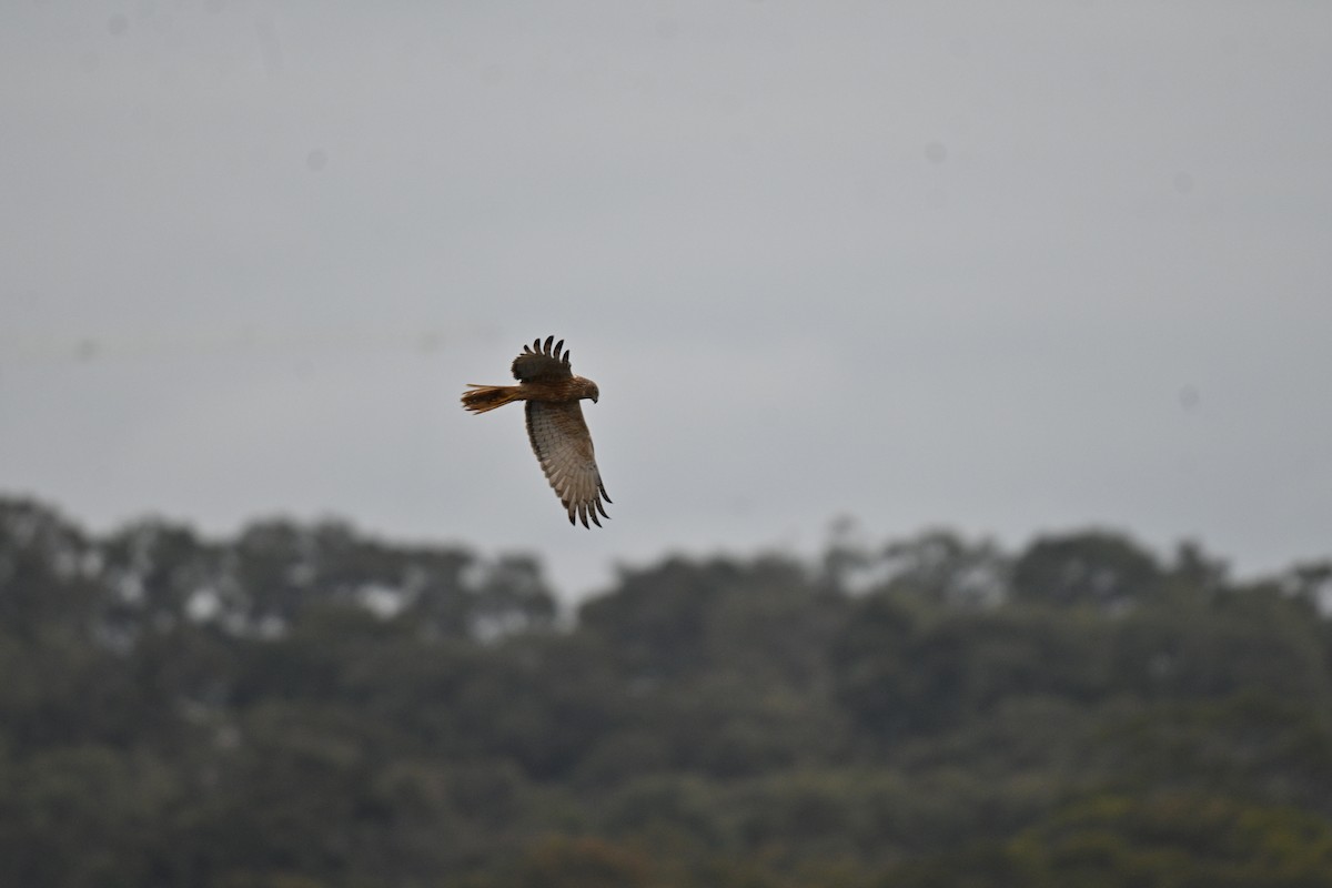Swamp Harrier - ML643076552