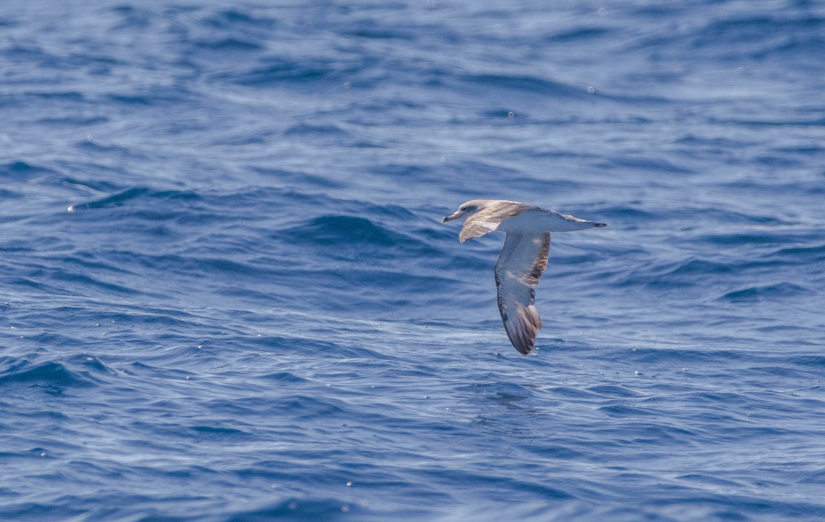 Scopoli's Shearwater - ML643076574