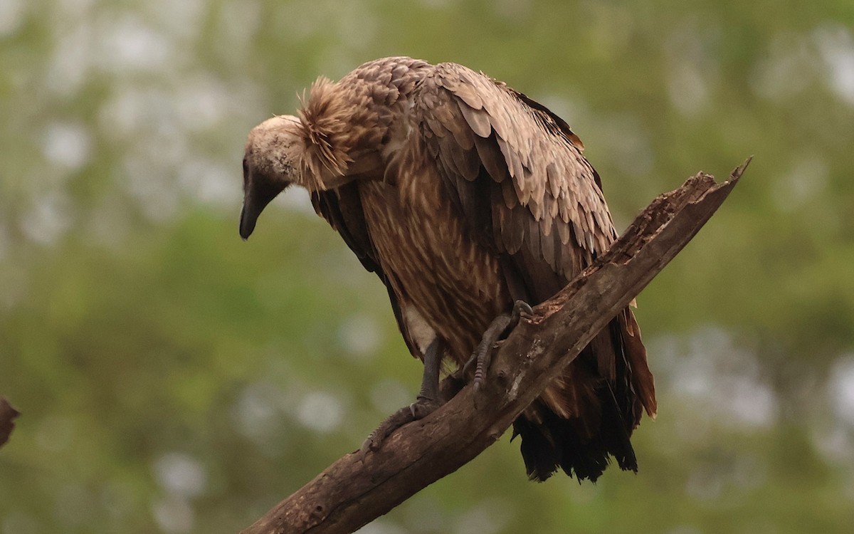 White-backed Vulture - ML643076575