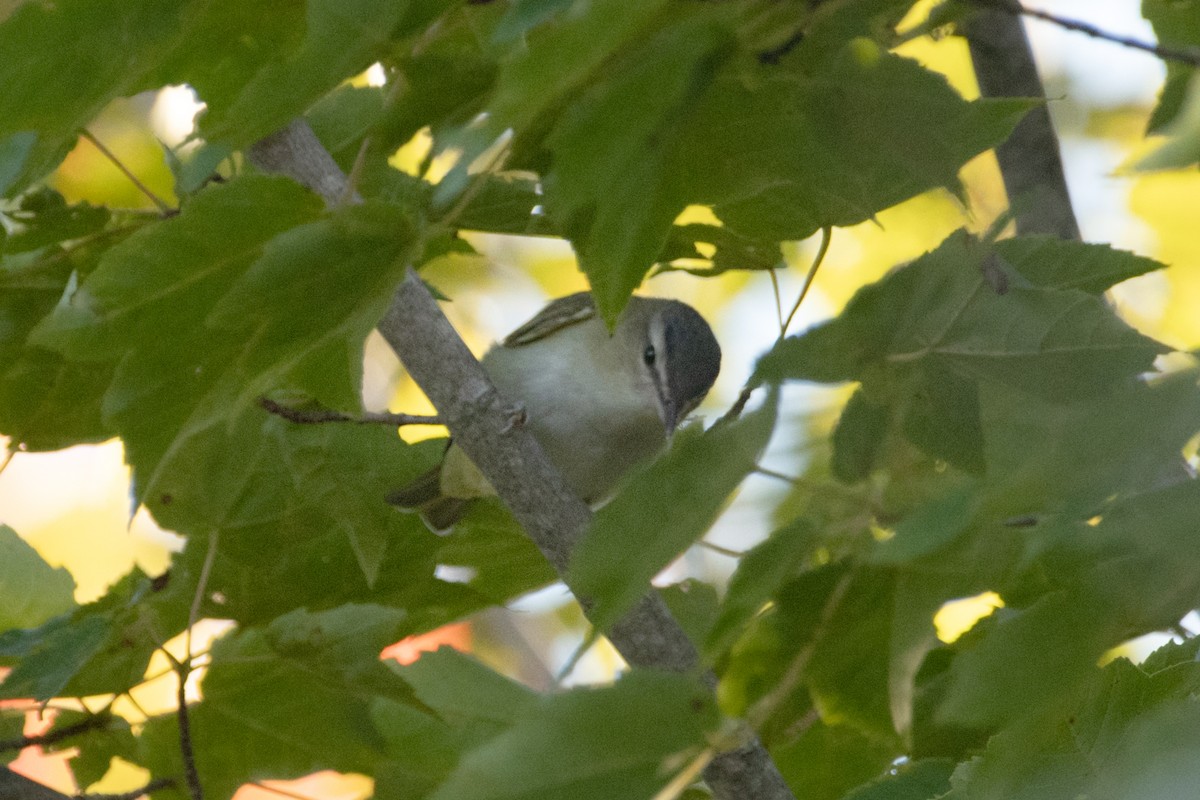 Red-eyed Vireo - ML643076592