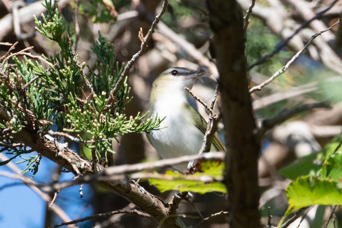 Red-eyed Vireo - ML643076593