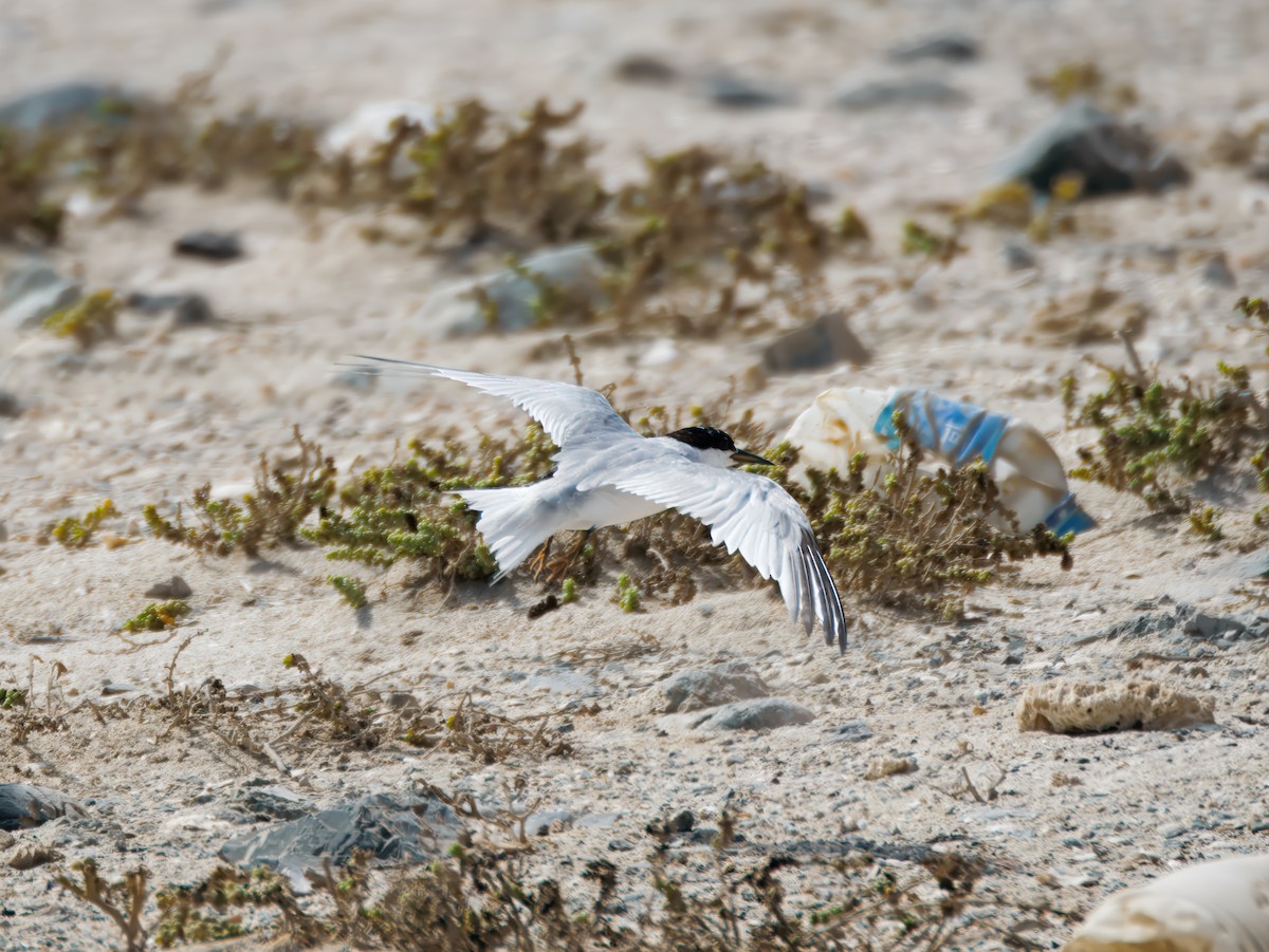 Saunders's Tern - ML643076626