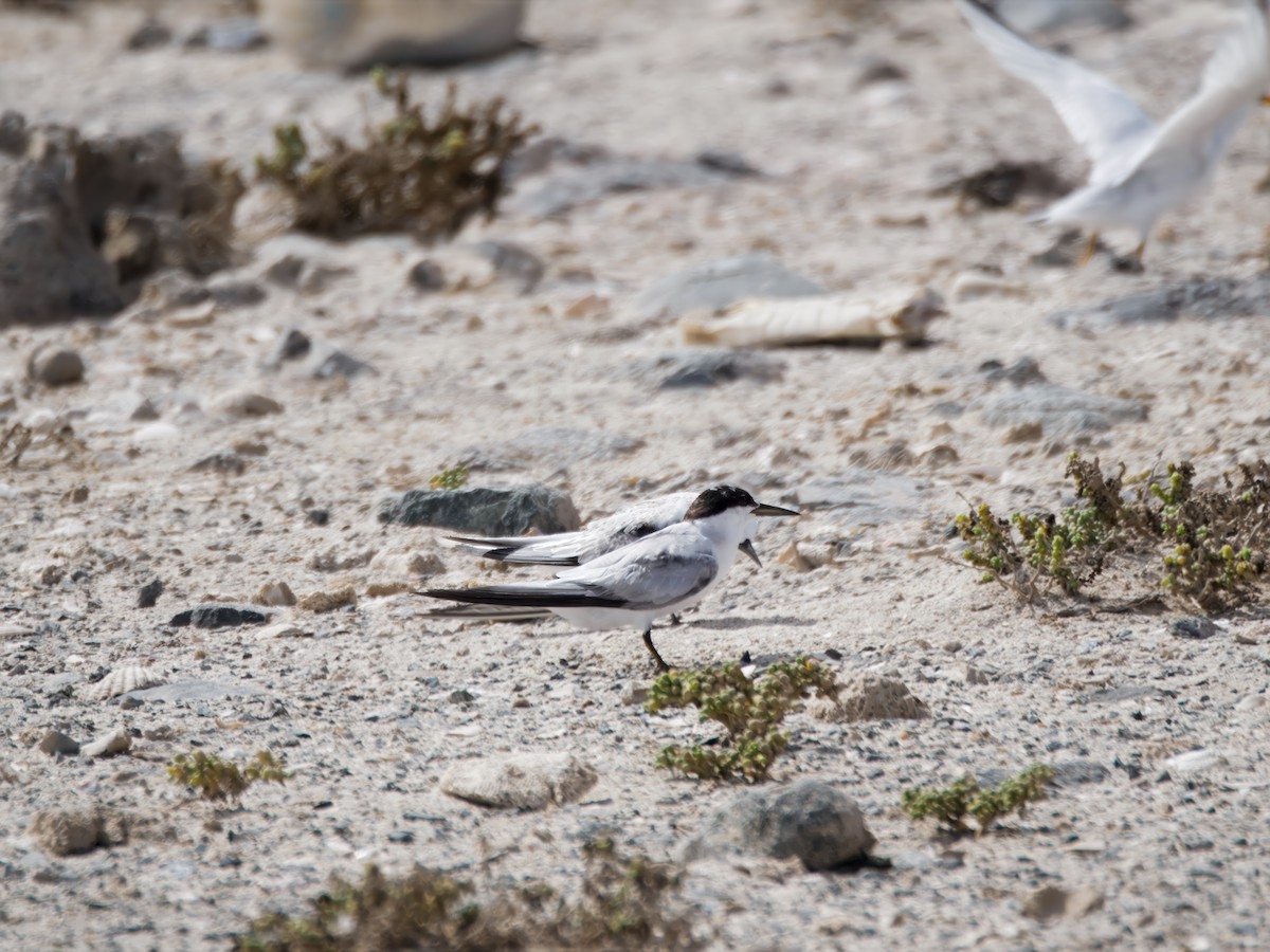 Saunders's Tern - ML643076627