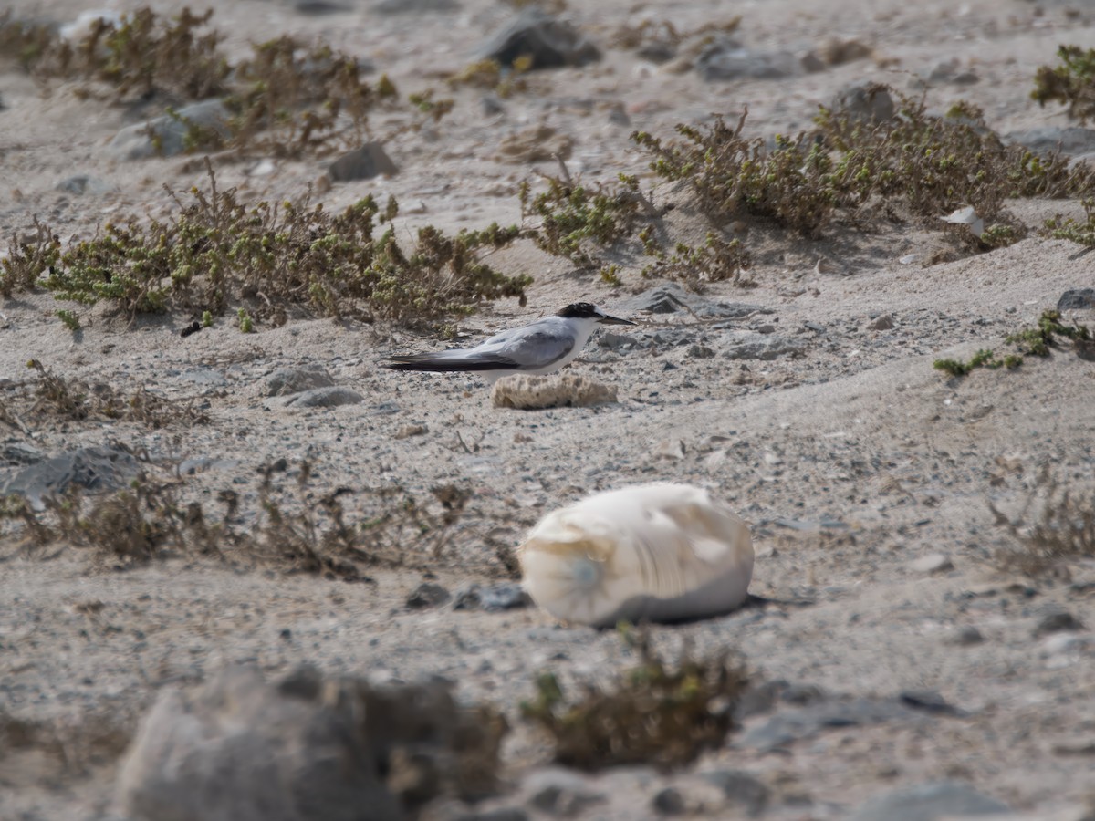 Saunders's Tern - ML643076635