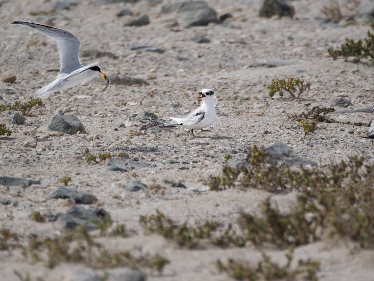 Saunders's Tern - ML643076649