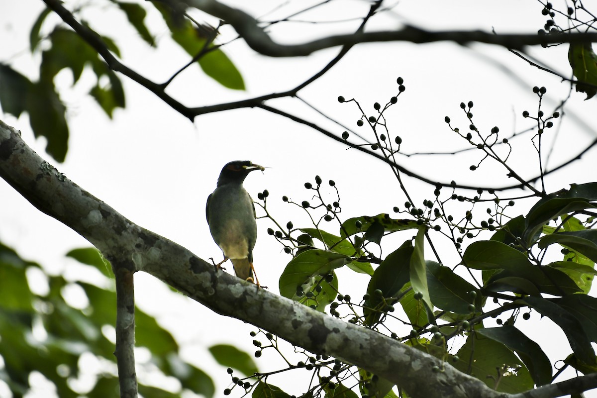 Bank Myna - ML643076650