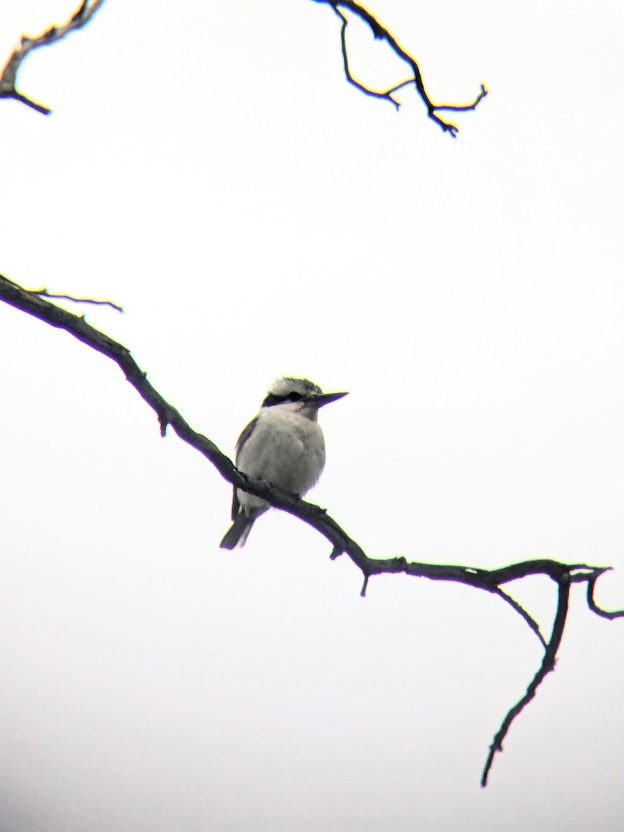 Red-backed Kingfisher - ML643076653