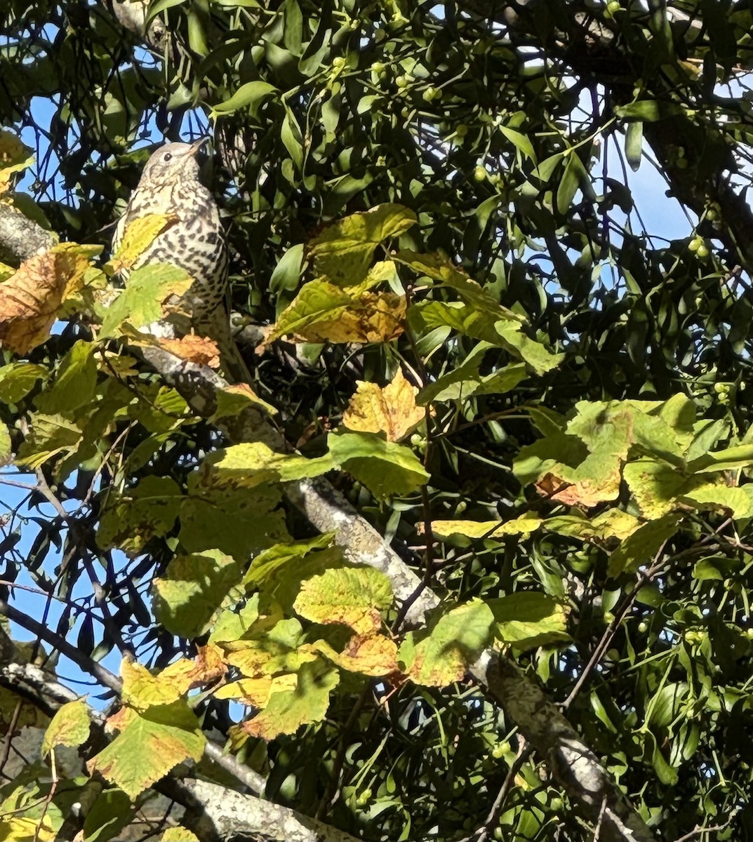 Бужмаг хөөндэй - ML643076654