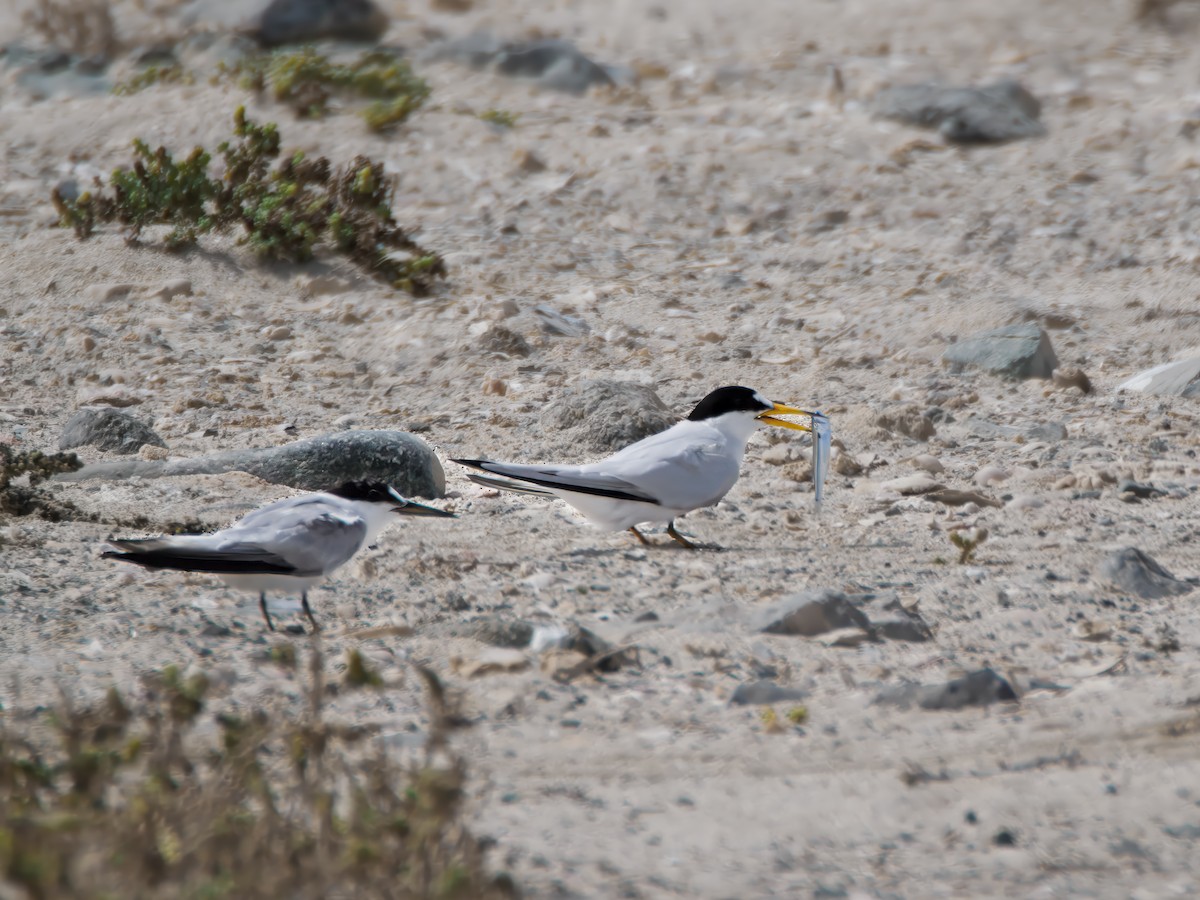 Saunders's Tern - ML643076665