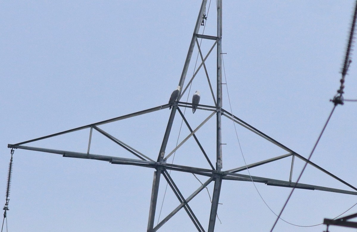 White-bellied Sea-Eagle - ML643076685