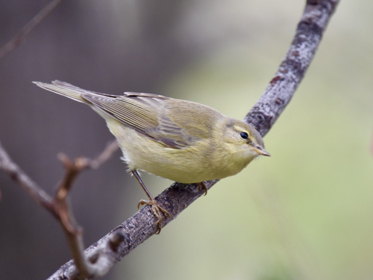 Willow Warbler - ML643076688