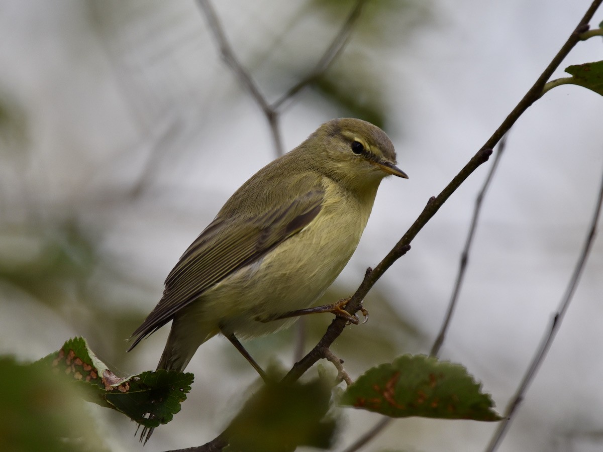 Willow Warbler - ML643076697