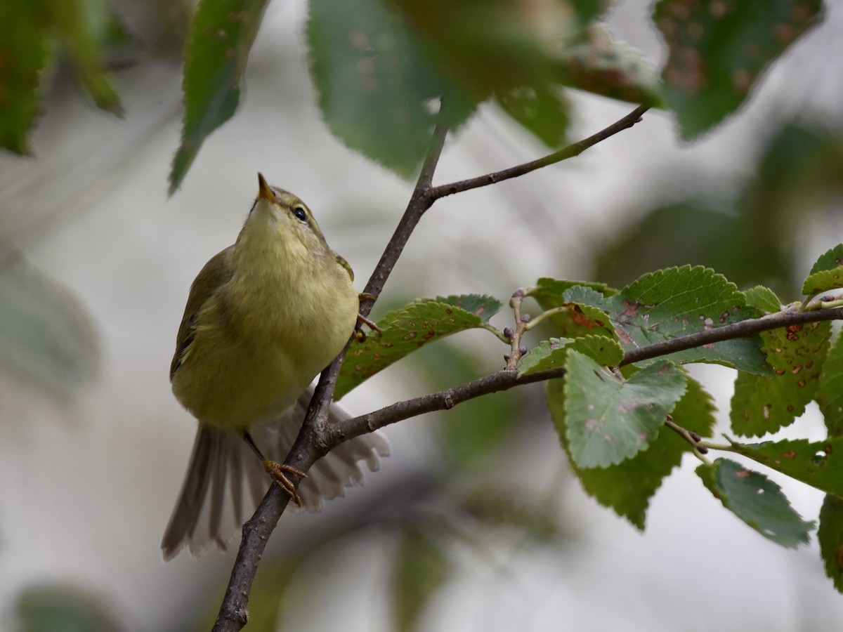 Willow Warbler - ML643076702