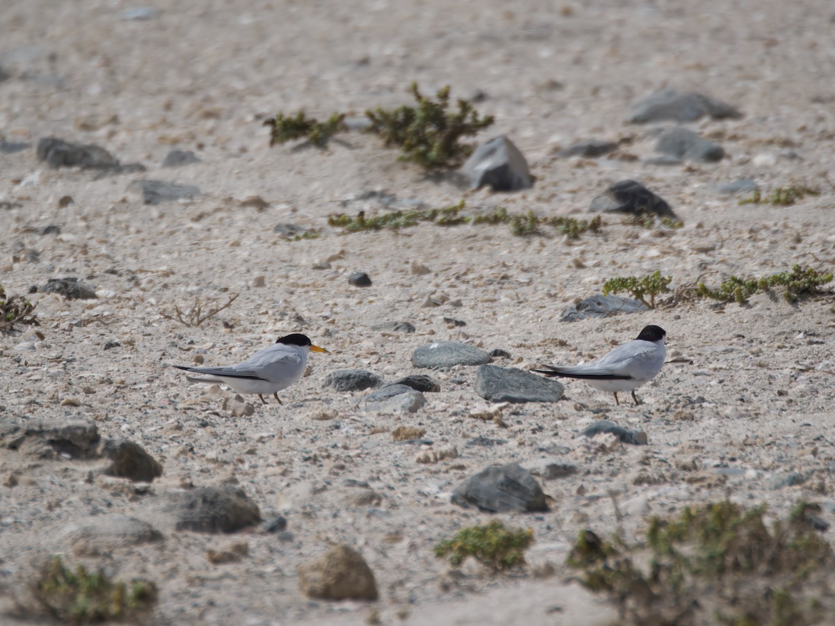 Saunders's Tern - ML643076704