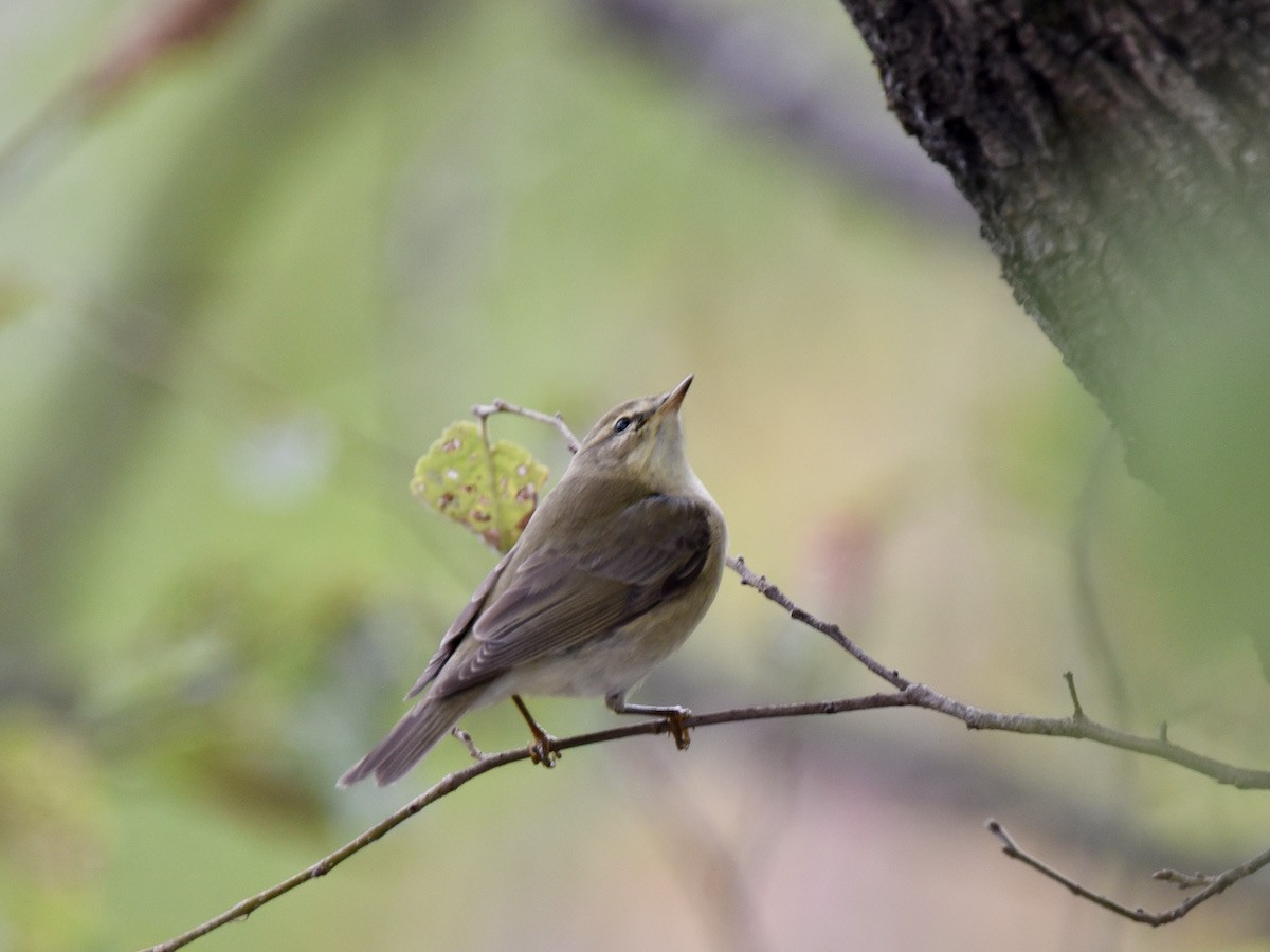 Willow Warbler - ML643076710