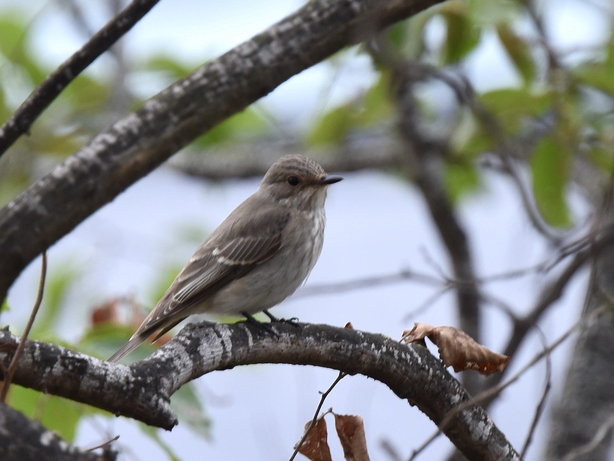 Spotted Flycatcher - ML643076715