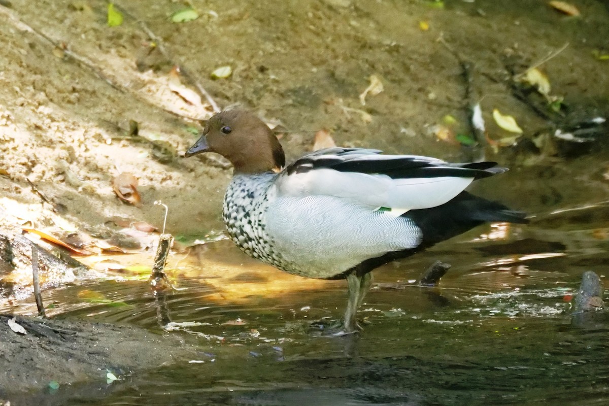 Maned Duck - ML643076721