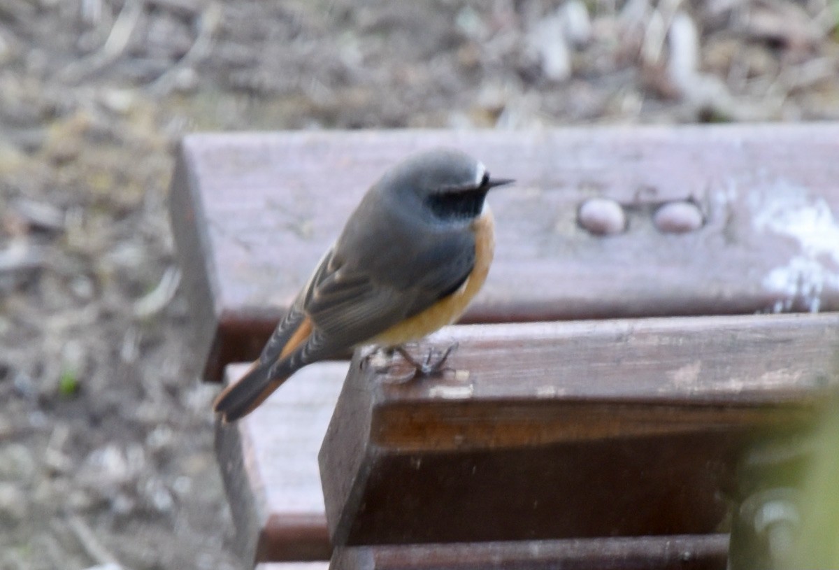 Common Redstart - ML643076732