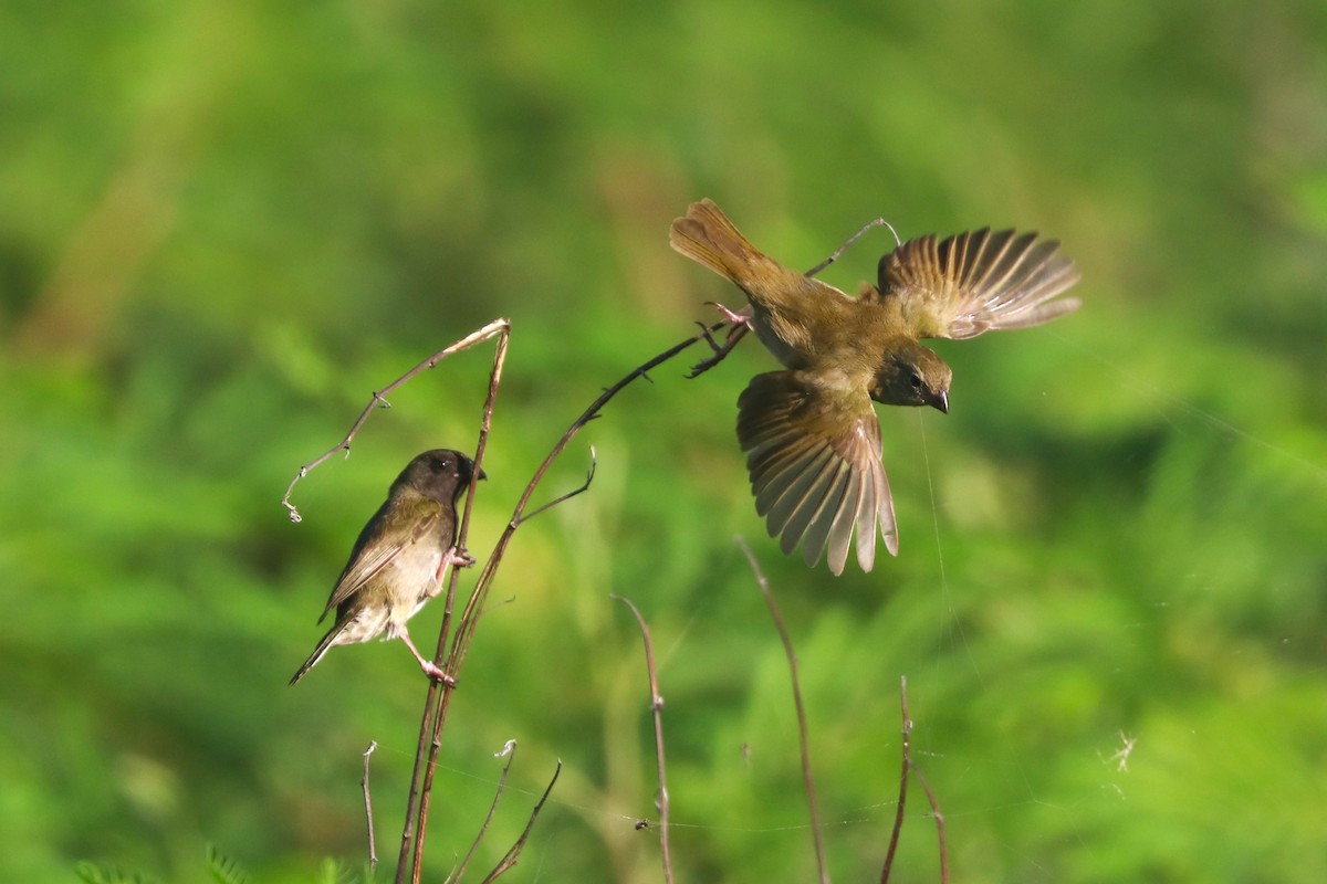 Black-faced Grassquit - ML643076736