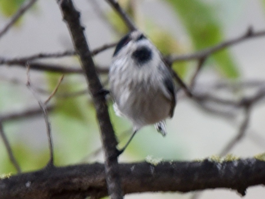 Long-tailed Tit - ML643076745