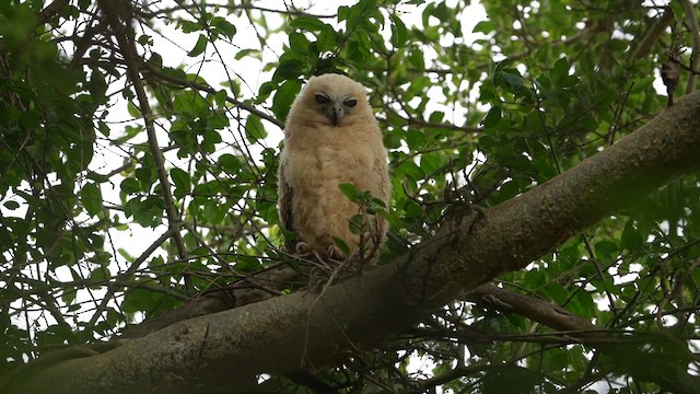 Pel's Fishing-Owl - ML643076754