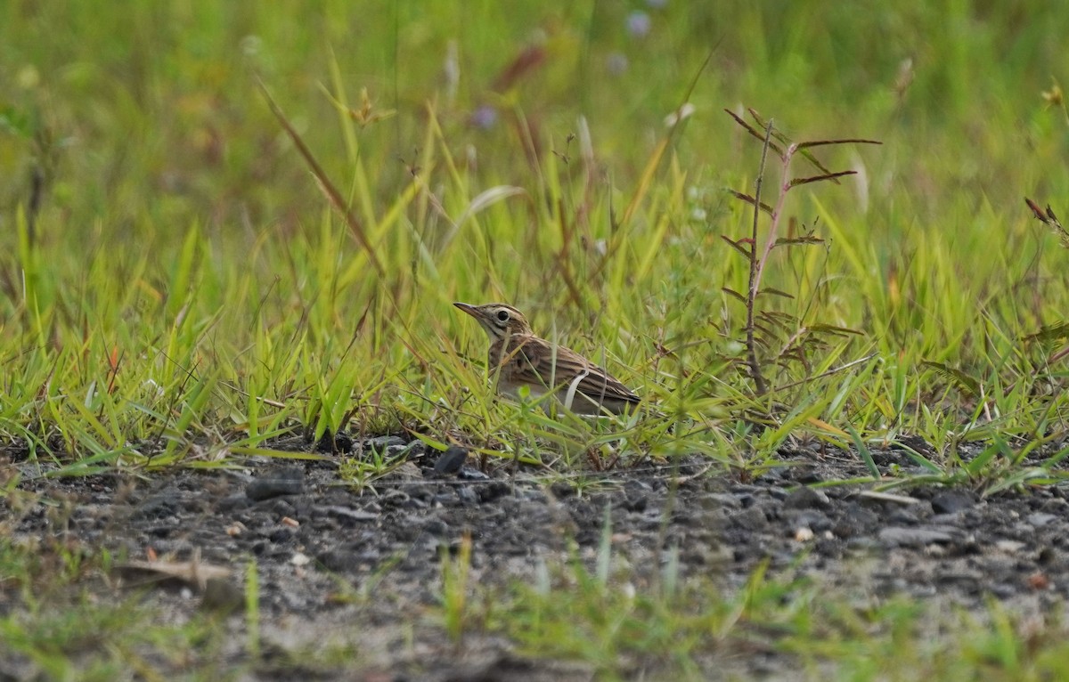 Blyth's Pipit - ML643076757