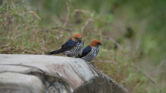 Lesser Striped Swallow - ML643076761