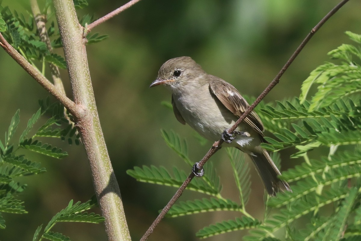 Caribbean Elaenia - ML643076762