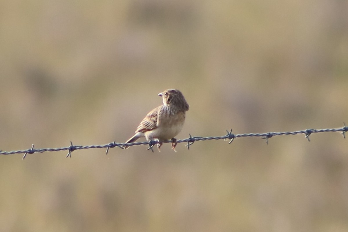 Singing Bushlark - ML643076782