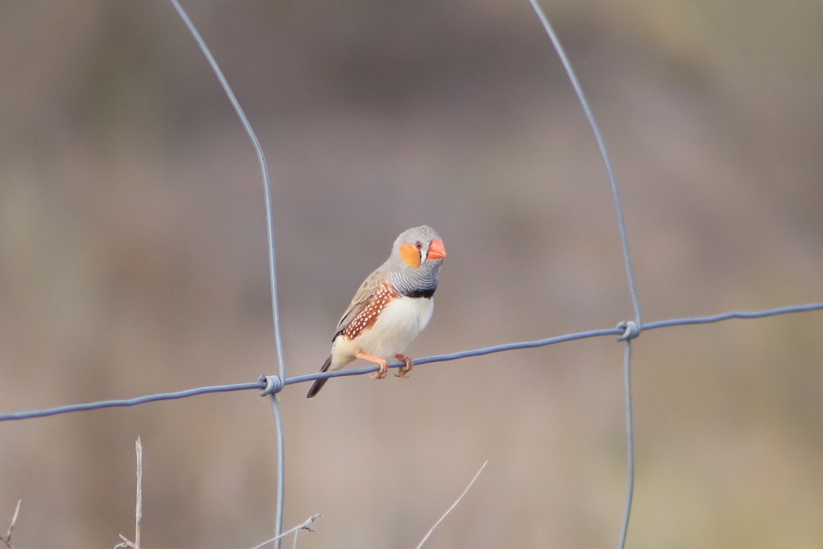 Zebra Finch - ML643076793