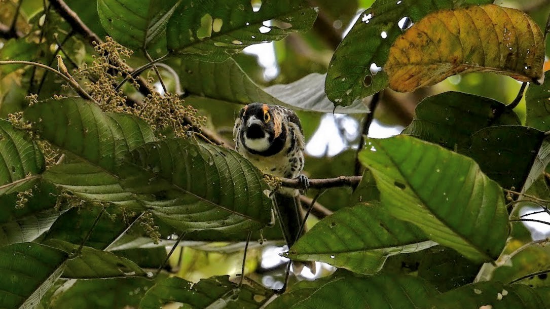 Mielero Maquillado - ML643076795