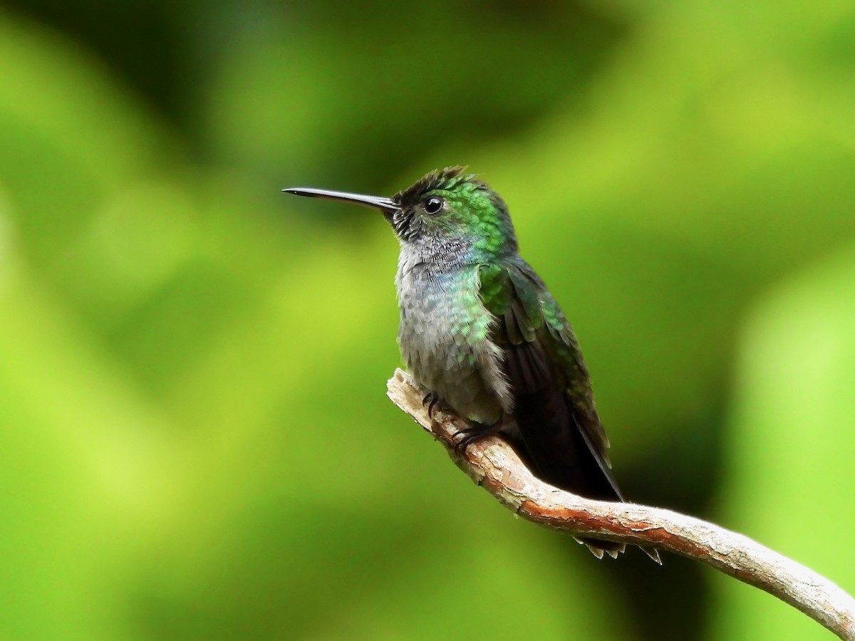 Blue-chested Hummingbird - ML643076822