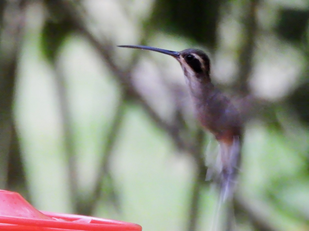 Pale-bellied Hermit - ML643076827