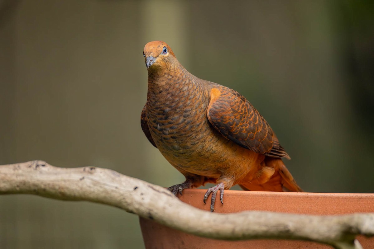 Brown Cuckoo-Dove - ML643076828