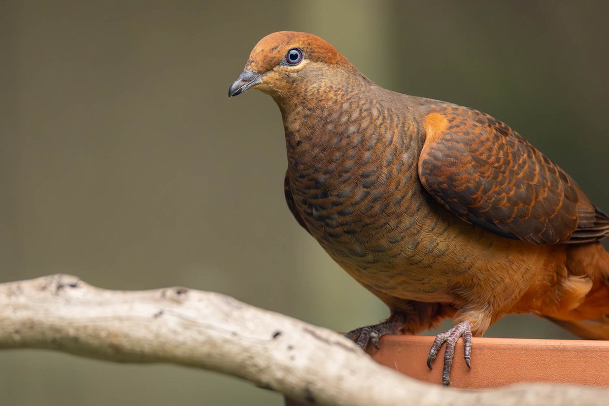 Brown Cuckoo-Dove - ML643076829
