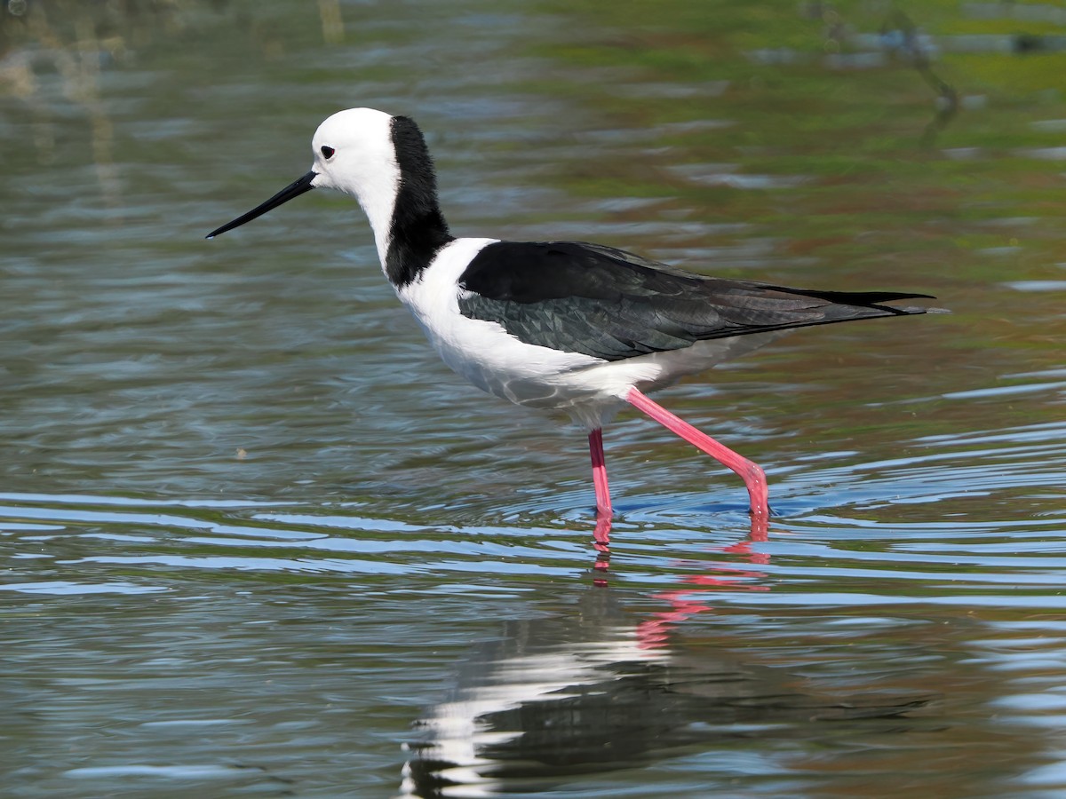 黑領高蹺鴴 - ML643076859