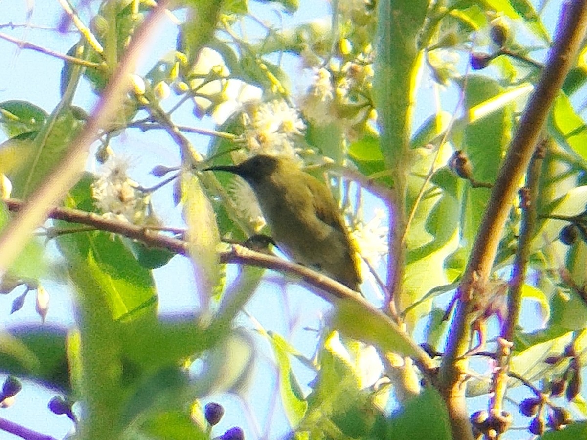 Sunda Honeyeater - ML643076865