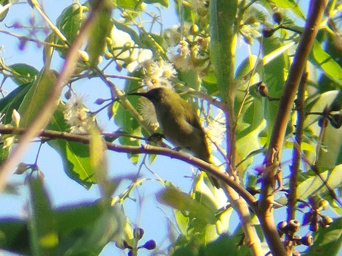 Sunda Honeyeater - ML643076866