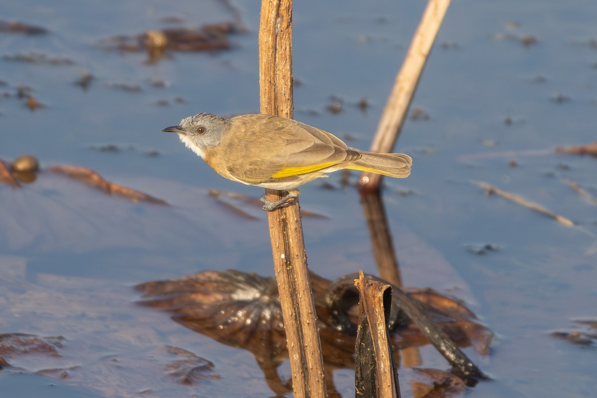 Rufous-banded Honeyeater - ML643076869