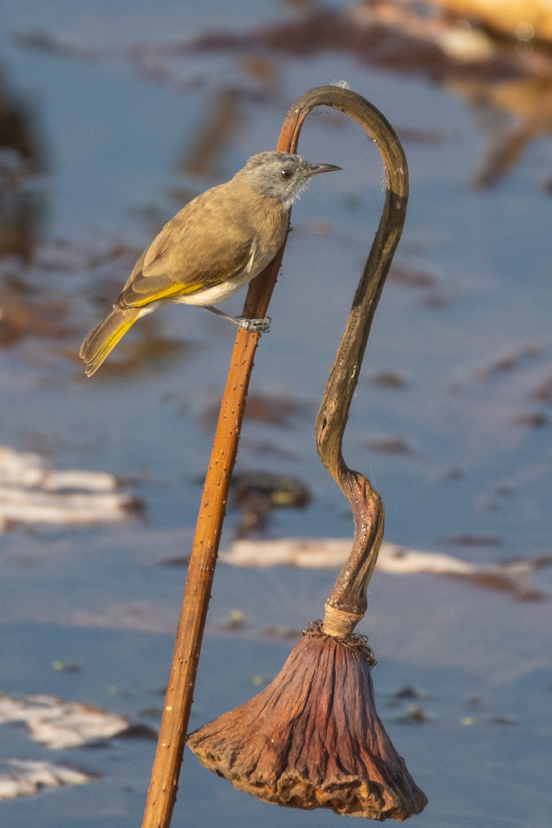 Rufous-banded Honeyeater - ML643076870