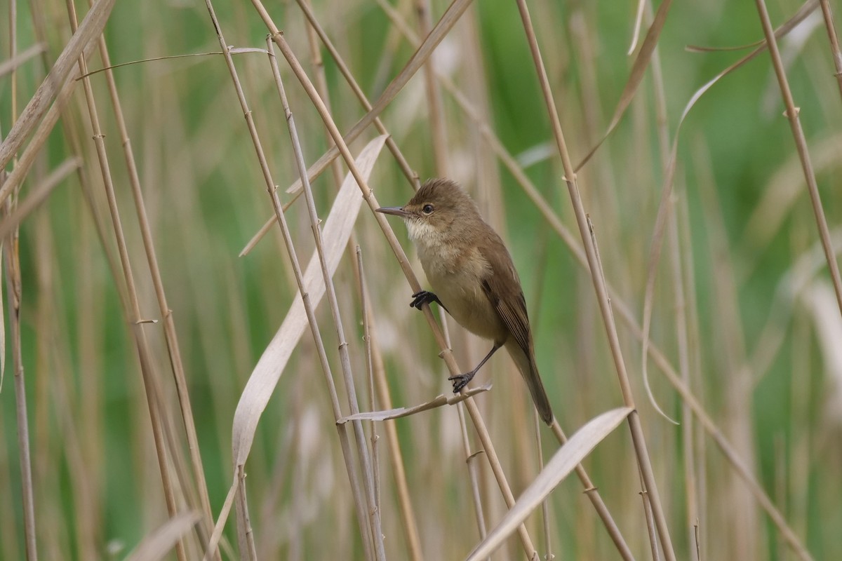 Australian Reed Warbler - ML643076871